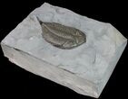 Large Dalmanites Limulurus Trilobite #11456-5